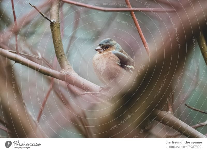 Bunting on a branch Bird Flying Spring Branch Animal Exterior shot Nature Blue Feather Garden Small Close-up Winter Beak Wild pretty animal world songbird