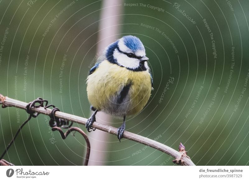 Blue Tit on Branch Tit mouse tit Bird Flying Yellow Spring Animal Exterior shot Nature Feather Garden Small Close-up Winter Beak Wild pretty animal world