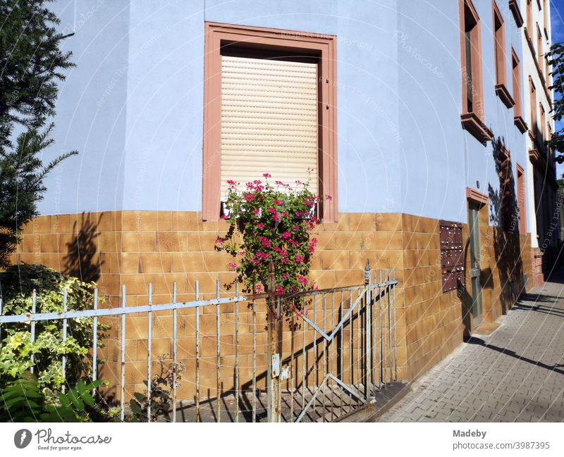 Old fence in front of a front garden with flower decorations in summer sunshine in front of a light blue facade in the north end of Frankfurt am Main in Hesse, Germany
