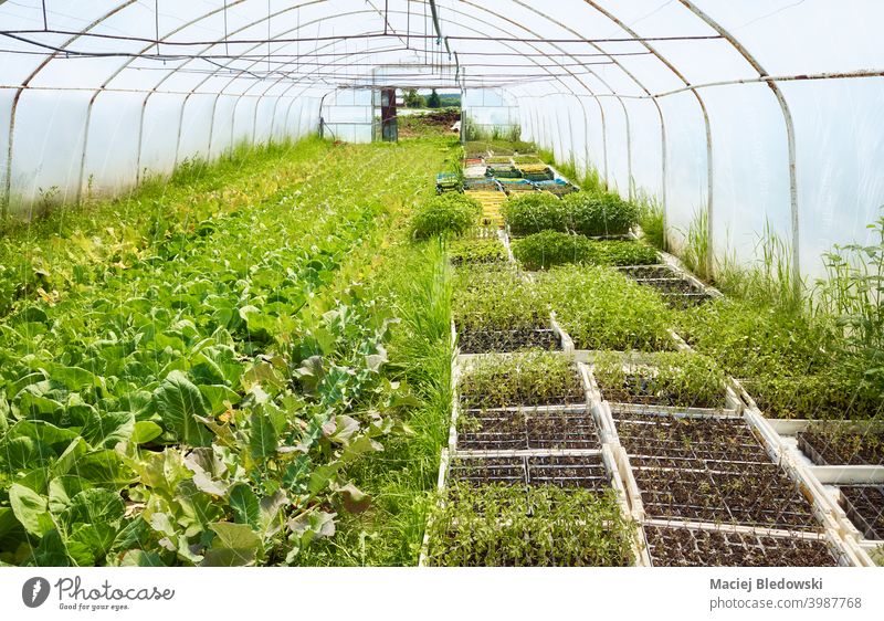 Interior of an old greenhouse with organic vegetables cultivation. farm seedling agriculture gardening interior nobody rural industry food natural plant fresh