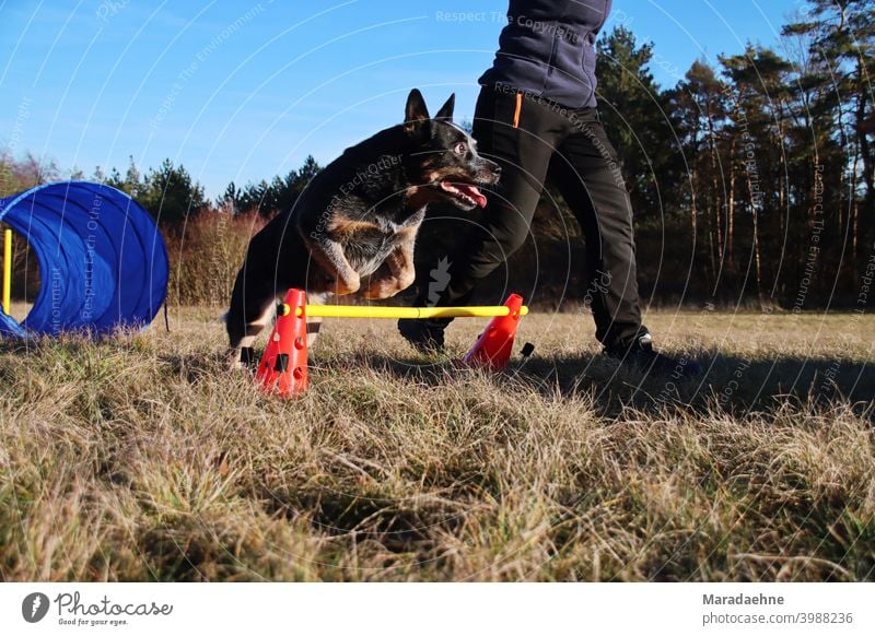 Dog Agility agility sport Jump Purebred Purebred dog Australian Cattle Dog Relationship outdoor Hurdle Tunnel Excitement Mammal breed of dog Exterior shot