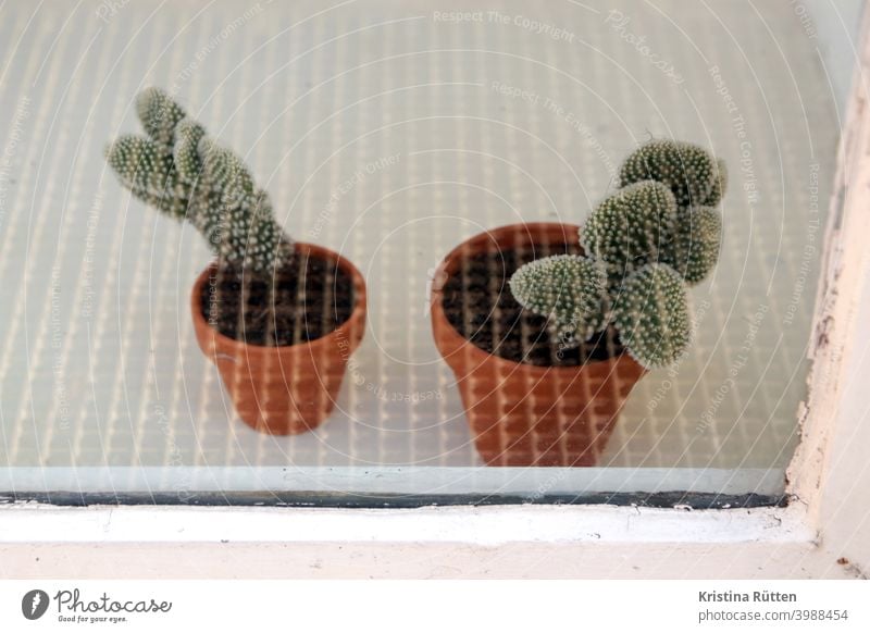two small cacti behind safety glass Cactus potted plants Houseplants Green plants flowerpots Window pane Shop window Slice Glass Safety glass prickles thorns