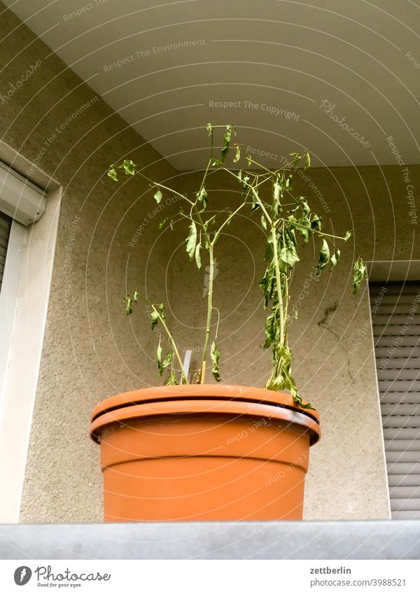 Forgotten tomato plant Balcony Flowerpot Drought Pot Dry Shriveled dwell Residential area Tomato Plant Leaf Wall (barrier) Corner Niche Limp withered