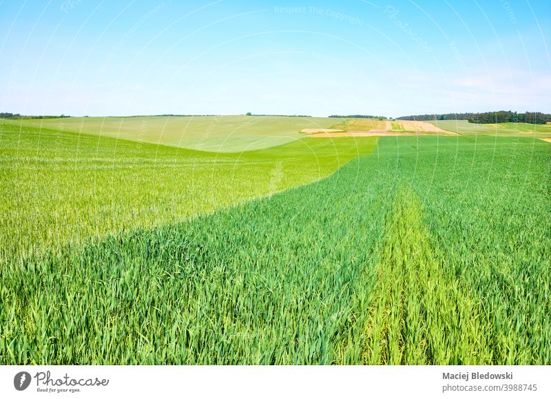 Green crop field on a sunny day, agricultural landscape. green nature growth farming rural agriculture horizon grass sky harvest farmland country cultivate hill