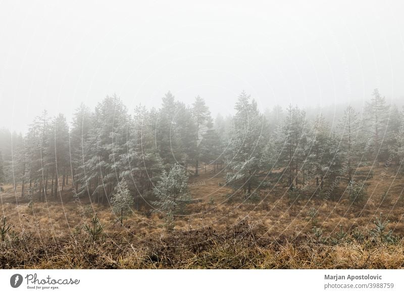 Pine forest in the mountains on a frosty winter morning cold dawn evergreen fir fog foggy freeze hoarfrost icy idyllic landscape loneliness majestic mist misty