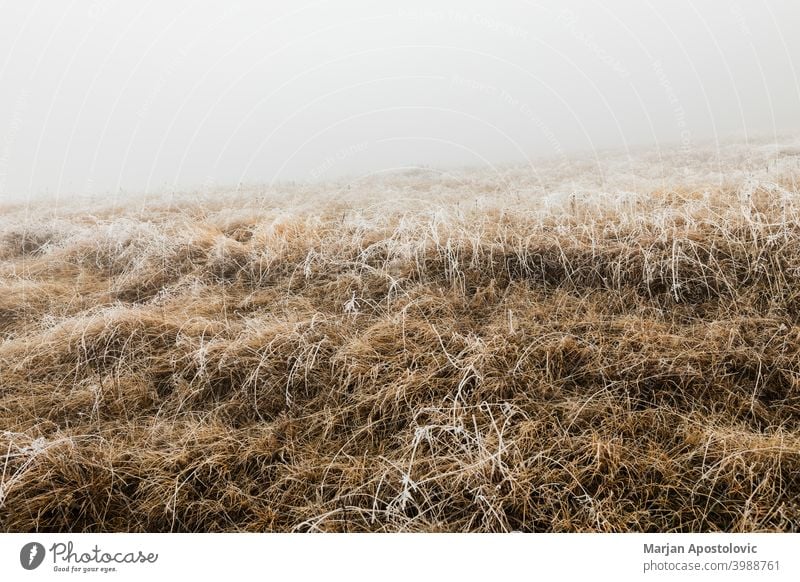 Frosted grass on a foggy winter morning in the mountains background beautiful brown cold countryside covered dawn environment field frost frosted frosty frozen