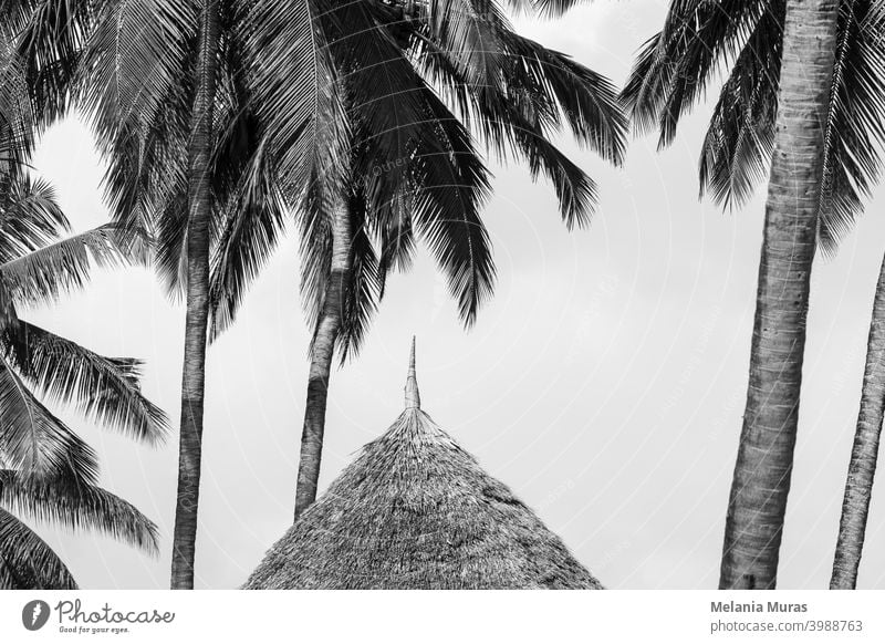Straw roof close-up under palm trees, black and white photo. Detail of hut in paradise resort. Tropical holidays, tropical climate. abstract architecture