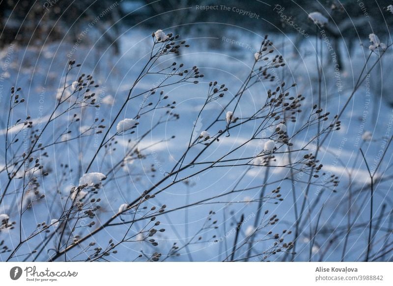 Meadow plants in winter Nature Winter Snow meadow