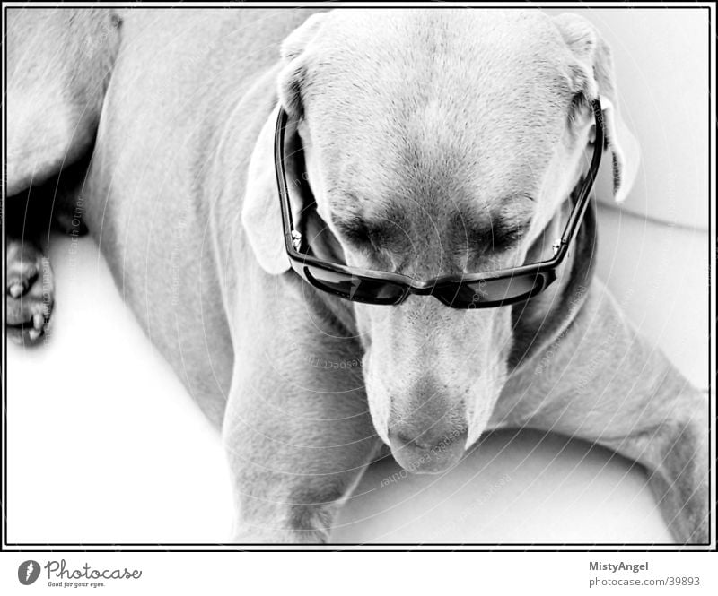 .. is it cos i'm cool .. Dog Weimaraner Sunglasses Eyeglasses Black & white photo Close-up
