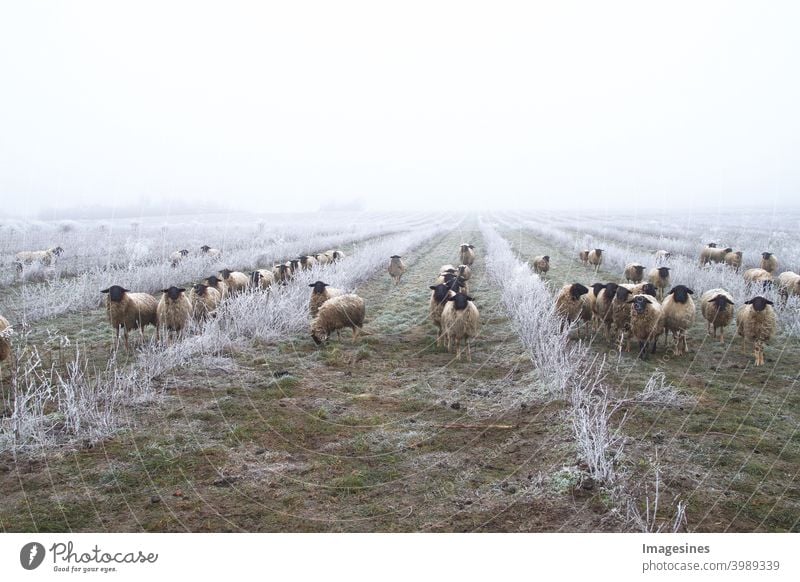 Weed control with sheep. Grazing animals, flock of sheep in a plantation of chokeberry bushes, chokeberry fruit. Freezing rain storm with fog in the frosty winter landscape.