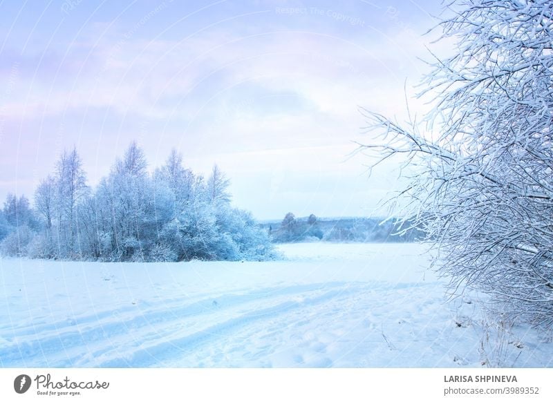 Beautiful winter landscape with field of white snow and forest on horizon on sunny frosty day. nature background outdoor tree season cold beautiful ice sky