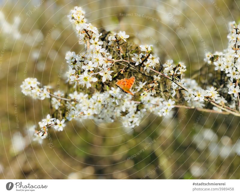 Butterfly in the sea of flowers Nature Spring Blossom Summer Close-up Animal Colour photo Flying Grand piano Plant