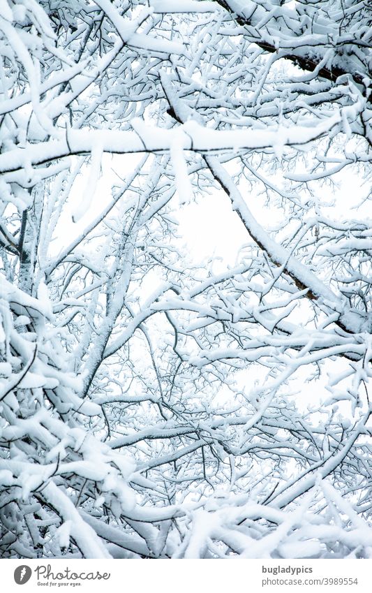 Heavily loaded branches Branches and twigs trees Snow snow-covered snow loading Twigs and branches Tree Winter Winter forest Above Upward White Cold Frost