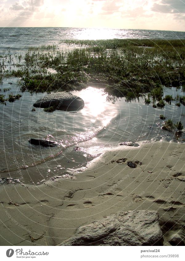 Emmerlev Beach Ocean Aquatic plant Reflection Light Water Sand Stone Plant Sun