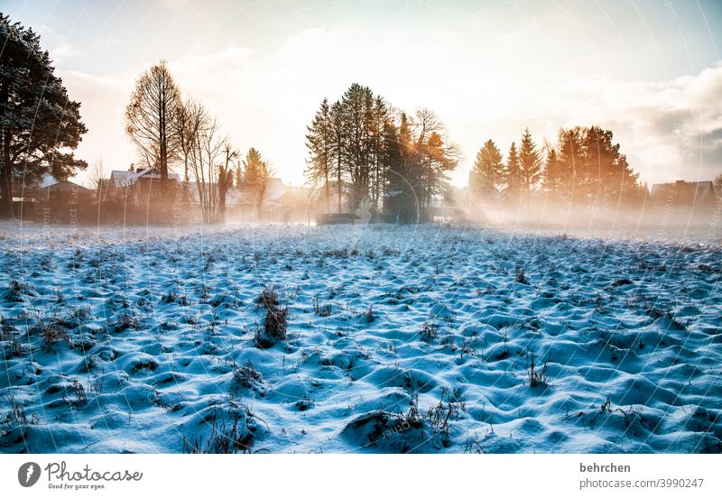 Light and shadow Hope Sunbeam Sunlight Snowfall White Calm Environment Nature Meadow Field Forest Winter Sky Landscape Frost trees winter landscape Cold chill