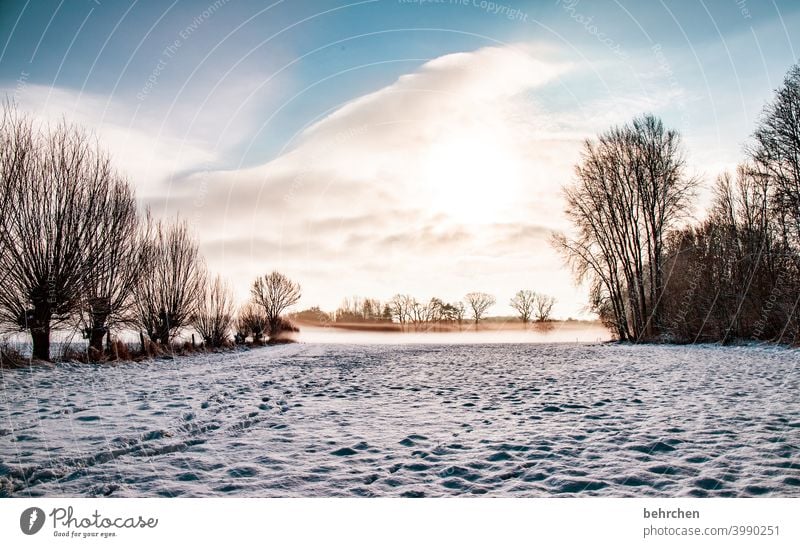 winter morning Colour photo Calm Environment Landscape Sky Freeze Frozen Hoar frost Seasons Frost Nature Meadow Field trees silent Weather Deserted Tree Idyll