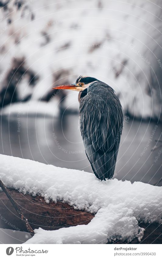 Winter carp pond with grey heron in Treptower Park I Natural phenomenon peril collapse City trip Sightseeing Miracle of Nature Frozen Frost Ice