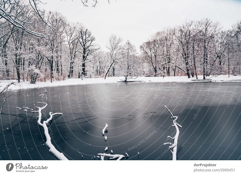 Winter carp pond in Treptower Park II Natural phenomenon peril collapse City trip Sightseeing Miracle of Nature Frozen Frost Ice Experiencing nature