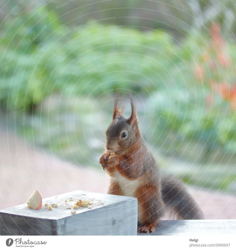 Breakfast time - squirrel sitting on the patio table eating a nut Squirrel Animal Wild animal To feed Feed Table Garden Colour photo Exterior shot Nature 1 Day