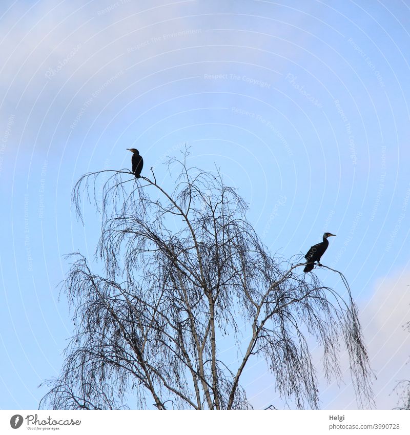 Lookout - two cormorants sit in front of a blue sky on the branches of a bare birch tree and keep a lookout Bird Cormorant Tree Birch tree twigs Sit Sky Blue