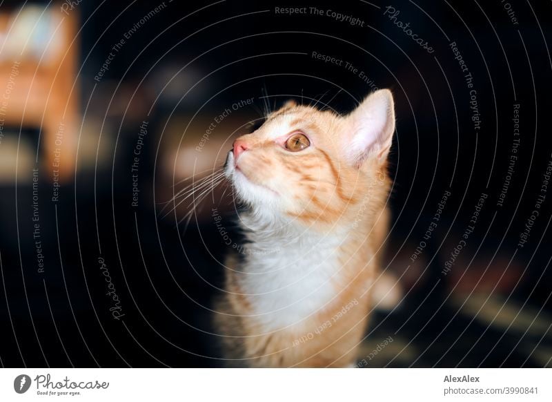 Portrait of a young red tabby tomcat looking and lurking for a spot on the ceiling pretty Close-up expectant Ambush hangover Cat Love of animals young animal