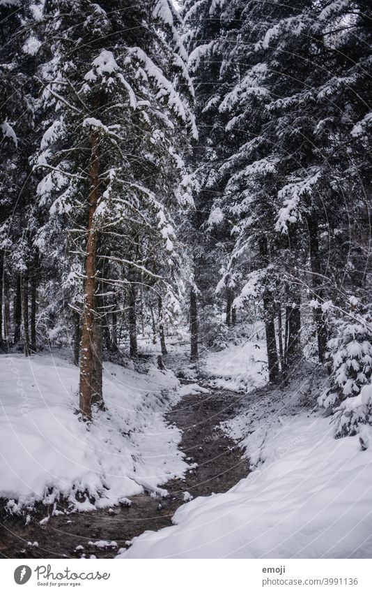 Stream in the forest in winter with snow Winter Snow Gray Gloomy White Cold chill somber Forest Tree Brook