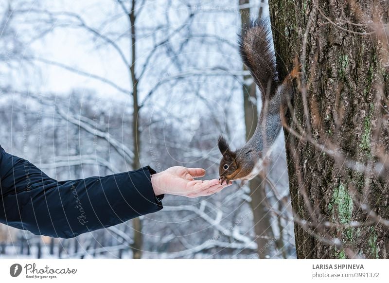 Curious squirrel sits on tree and eats nuts from hand in winter snowy park. Winter color of animal. curious wild nature wildlife cute forest rodent funny fluffy