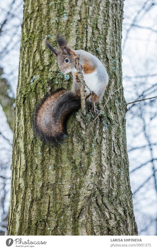 Curious squirrel sits on tree and looks down. Winter color of animal. curious fluffy cute nature forest brown tail wildlife red fur mammal background furry
