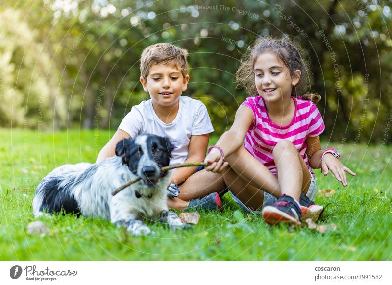Two kids playing with a border collie on a field animal attractive bernese care casual attire caucasian cheerful child childhood children dog dog therapy friend
