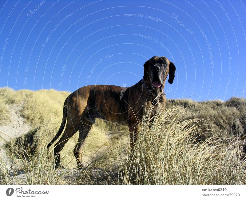 dog holiday Dog Mastiff Beach Ocean Vacation & Travel brindle Denmark Sand Beach dune