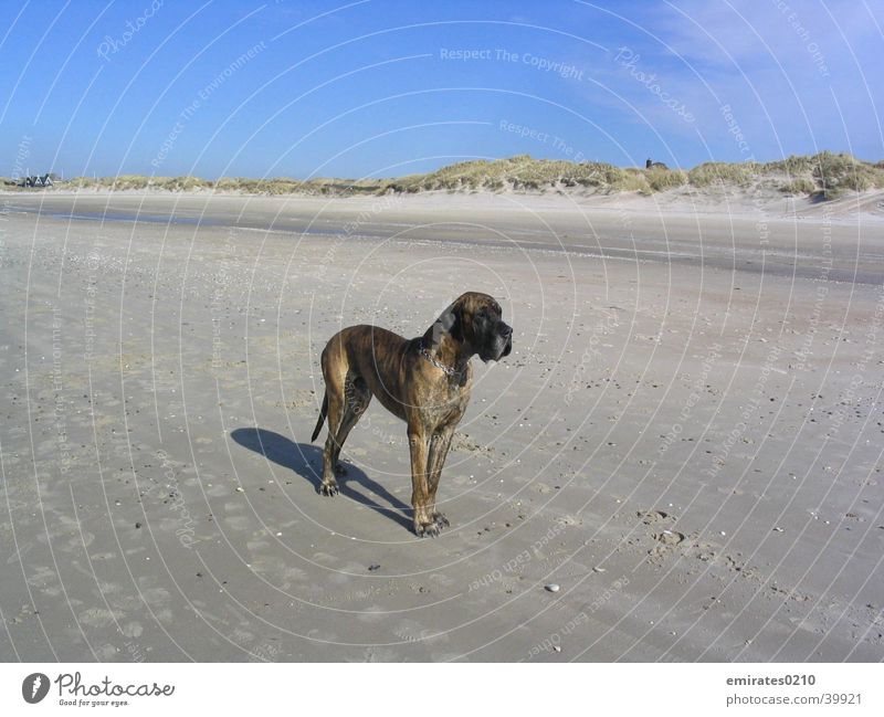 On the beach Dog Mastiff Beach Ocean Vacation & Travel brindle Denmark Sand Beach dune