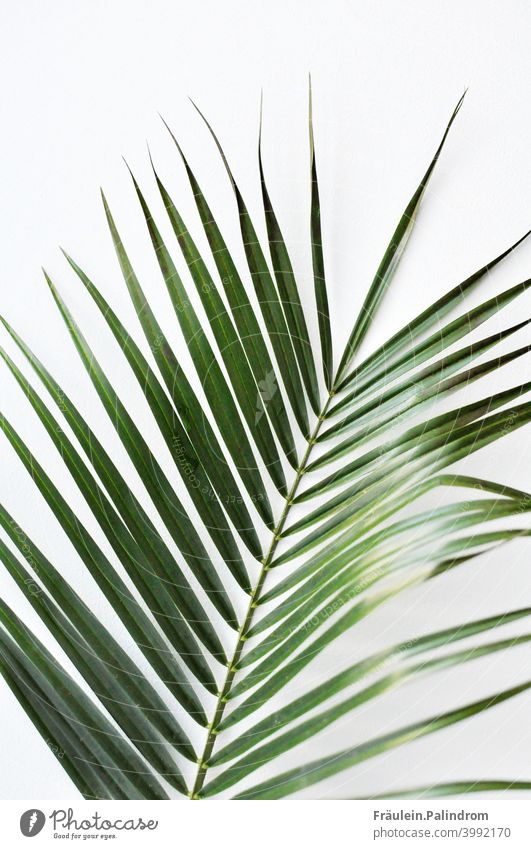 Plant against white background floral Botany Nature Green Decoration Isolated Image Delicate Palm tree Fern Leaf Caribbean