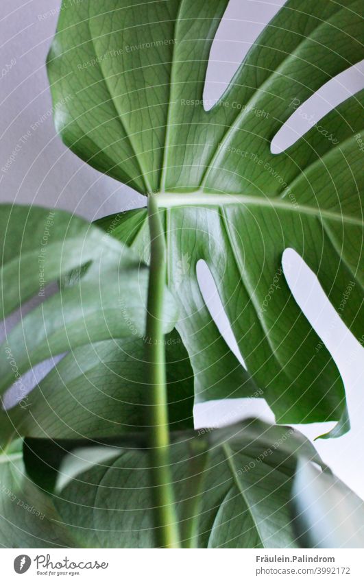 Monstera against white background Plant Flower floral Botany Isolated Image Green Environment Nature Leaf Rachis Close-up Decoration Urban gardening