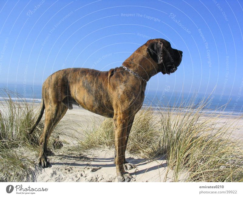 wanderlust Dog Mastiff Beach Ocean Vacation & Travel brindle Denmark Sand Beach dune