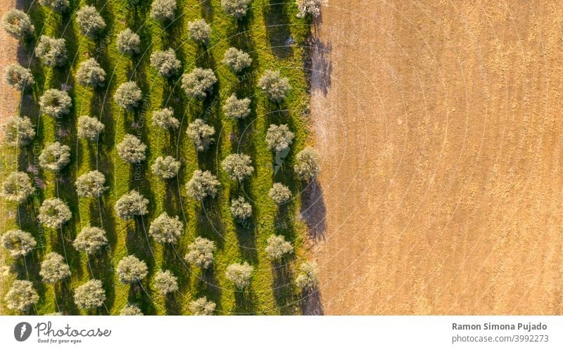 Aerial view of olive trees forming a pattern of perpendicular lines and brown field olive tree's tree shadow shadows agriculture drone view green farm parallel