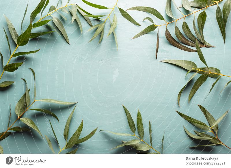 Floral background. Frame made of eucalyptus branches foliage flower green composition summer frame floral tropical leaf nature table wedding design flat top