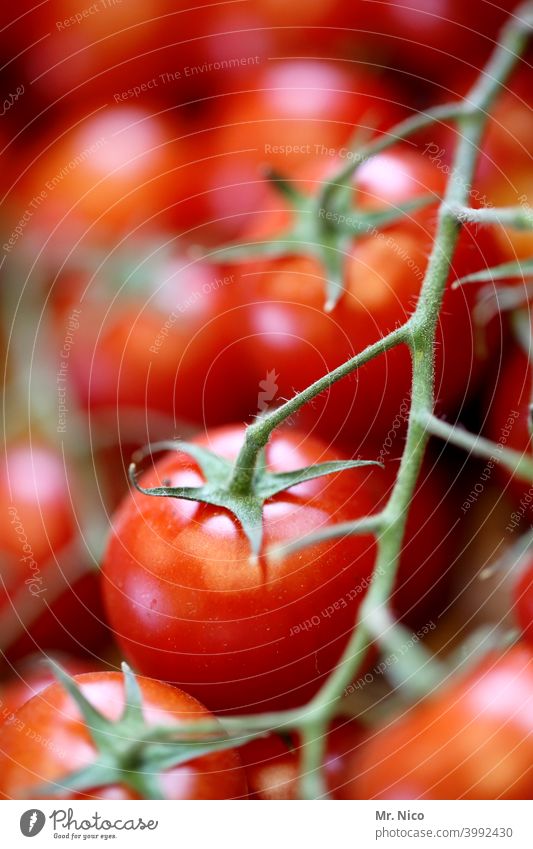 tomatoes Tomato Vegetable Food Fresh Red Healthy Nutrition Vegetarian diet Organic produce Delicious Healthy Eating naturally Appetite Plant Juicy cherry tomato