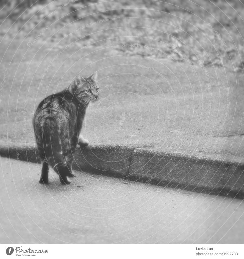 Tiger cat has crossed the street and now pauses at the curb, looking suspiciously into the camera Cat Tabby cat Street Roadside Curbside Exterior shot Deserted
