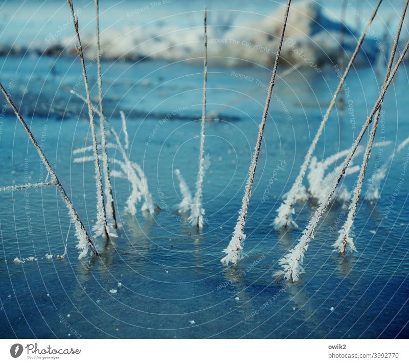 cold feet Plant Wild plant Ice Frost Environment Winter Thorny Near Cold Twig Ice crystal Frozen Colour photo Exterior shot Structures and shapes Detail