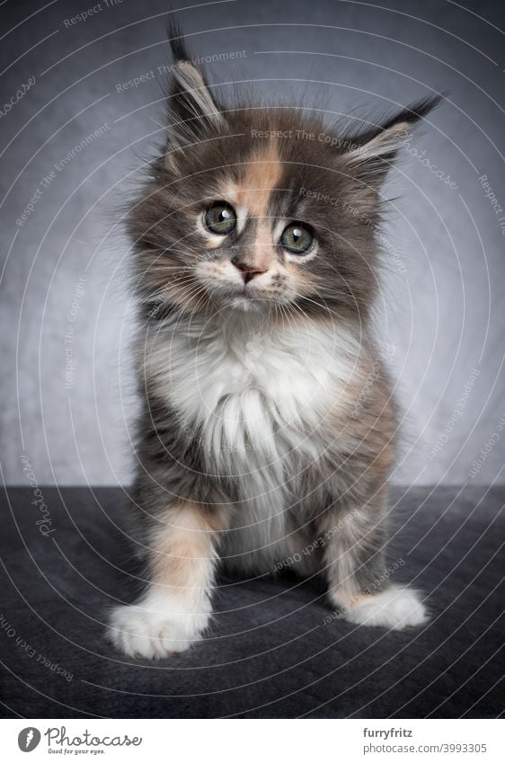 cute calico maine coon kitten studio portrait on gray background cat beautiful tiny adorable studio shot fluffy fur feline maine coon cat tortoiseshell cat