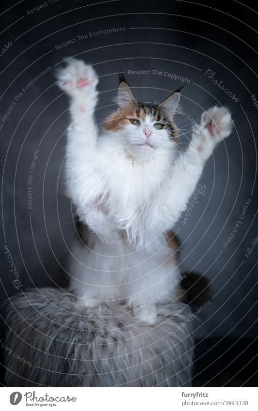 white maine coon cat playing raising paws beautiful tiny cute adorable studio shot fluffy fur feline gray calico arms raised playful funny ear tuft long tassel