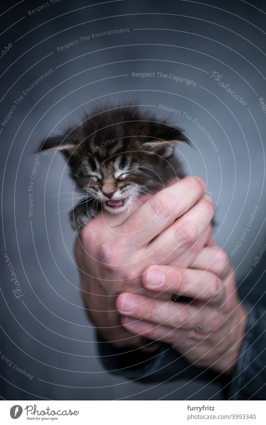 male human hands holding small kitten cat beautiful tiny cute adorable studio shot fluffy fur feline maine coon cat one animal pet owner carrying care