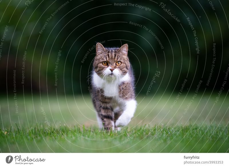 cat walking towards camera on lawn looking at camera meadow grass garden front or backyard determined copy space shallow depth of field nature green