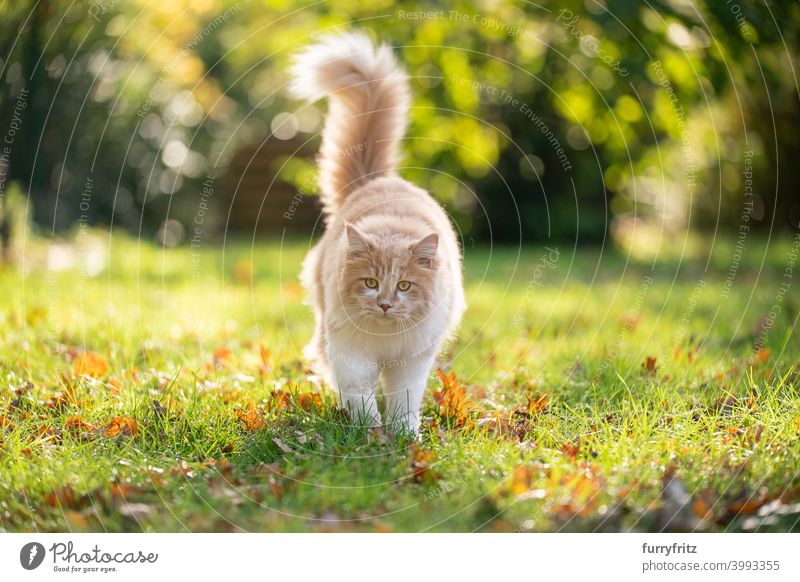 fluffy cat walking in sunny garden in autumn maine coon cat beige fawn cream tabby looking at camera outdoors front or backyard green nature sunlight lawn