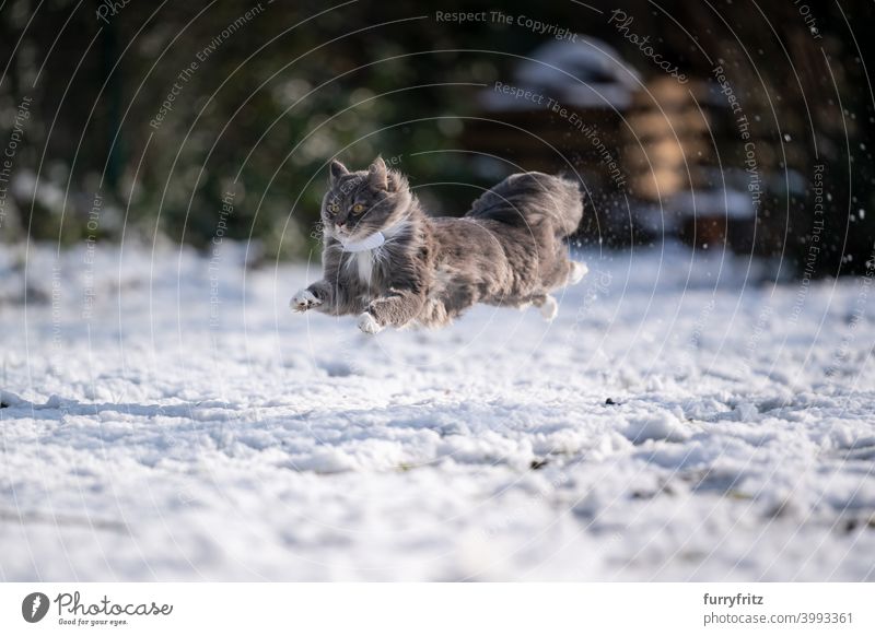 cat jumping running very fast on snow winter wintertime white outdoors garden front or backyard nature flying mid air speed activity vitality energy enjoyment