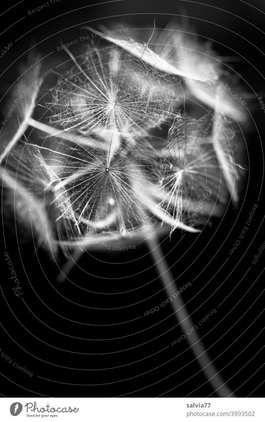 delicate shades Plant Nature Macro (Extreme close-up) seed stand Flower Blossom Black & white photo Contrast umbrella Deserted Shallow depth of field Delicate