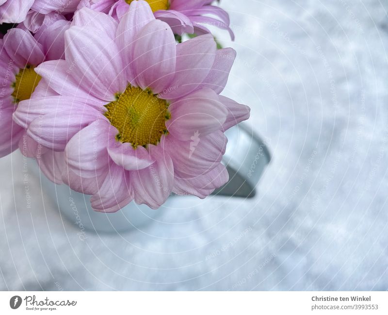 Top view of pink flowers in a silvery metal jug standing on marbled light background. The underground looks like snow... Chrysanthemums Chrysanthemum Flowers