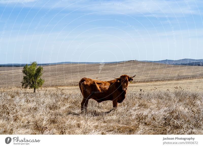 Red cows grassing on dry meadows of Alentejo, Portugal cork landscape animal alentejo trees red sky oak portalegre free range alto alentejo view industry breed