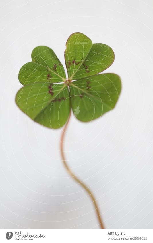 solo four-leaf clover Happy Good luck charm Plant Leaf leaves Green Clover Cloverleaf