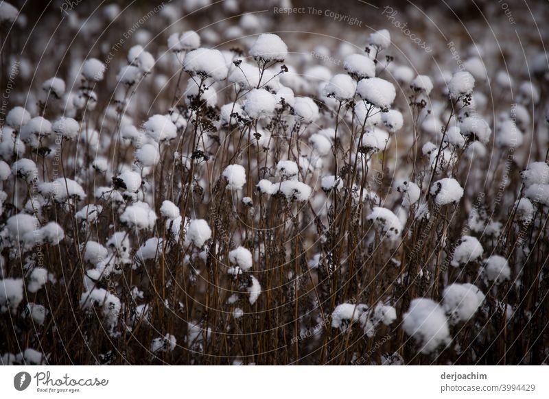 Snowflakes lay on the withered stems. - Is not cotton ! - snowflakes Cold Winter White Snowfall winter Deserted Nature Weather Exterior shot Winter's day